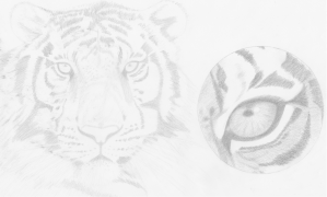Eye of the Tiger (Sketch). Copyright Lynne Lawer.