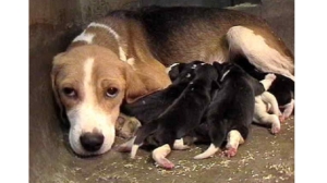 Beagle mum and puppies